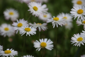 Fototapeta premium daisies in a field
