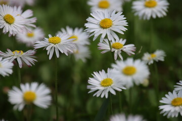 Fototapeta premium daisies in a field
