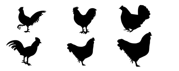 Chicken silhouette collection. Collection of chicken silhouettes. Isolated on White background