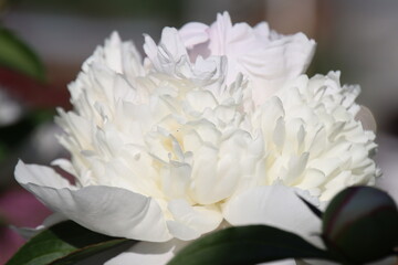 white and pink flower