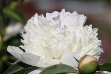 Fototapeta na wymiar white and pink flower