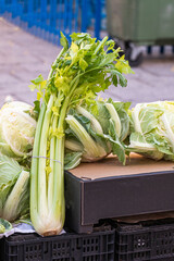 Fresh edible green celery stalks Pascal variety with little leaf remaining and without root in a street market