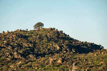 A single isolated tree on top of the mountain against a cloudless blue sky