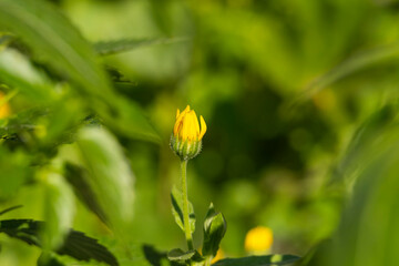 Detail of a calendula arvensis, is a species of flowering plant in the daisy family known by the common name field marigold. Selective Focus