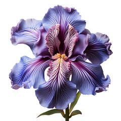 iris flower png. iris flower isolated. iris top view. iris flower flat lay png. flower isolated....