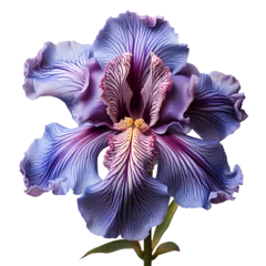 Schilderijen op glas iris flower png. iris flower isolated. iris top view. iris flower flat lay png. flower isolated. purple flower png © Divid