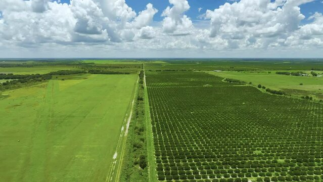 Aerial view of Florida farmlands with rows of orange grove trees growing on a sunny day