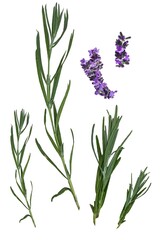 Fototapeta na wymiar Set of lavender twigs and flowers. Different inflorescences and sizes. isolated on white background