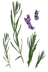Set of lavender twigs and flowers. Different inflorescences and sizes. isolated on white background