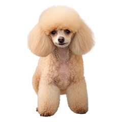 Portrait of poodle dog standing isolated on transparent of white background