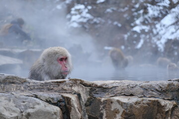 長野県山ノ内町　地獄谷野猿公苑のニホンザル　Japanese macaque monkeys in Jigokudani Monkey Park, Yamanouchi Town, Nagano Prefecture