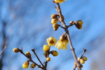 蝋梅　埼玉県/長瀞町 Nagatoro-cho, Saitama Prefecture
