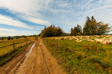 Fototapeta premium Autumn forest, Beskid Sądecki, Lesser Poland, EU, Jesienny las, Beskid Sądecki, Małopolska, EU