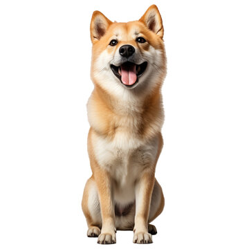 Portrait of Shiba inu dog smiling face, isolated on transparent of white background
