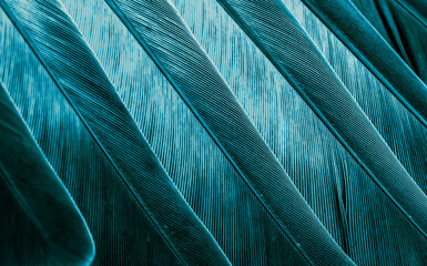 blue feather pigeon macro photo. texture or background - obrazy, fototapety, plakaty