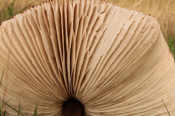 the gills at the underside of the cap of a big parasol mushroom