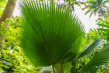 Flower Forest Botanical Garden, Barbados: thick and lush tropical vegetation walking inside the...