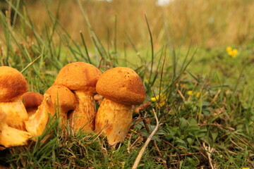 a little group young sulfur tuft mushrooms between green grass closeup in a forest in autumn