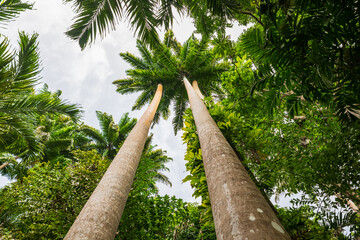 Fototapeta premium Flower Forest Botanical Garden, Barbados: thick and lush tropical vegetation walking inside the forest.
