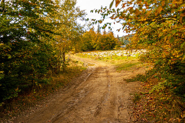 Autumn forest, Beskid Sądecki, Lesser Poland, EU, Jesienny las, Beskid Sądecki, Małopolska, EU