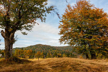 Fototapeta premium Autumn forest, Beskid Sądecki, Lesser Poland, EU, Jesienny las, Beskid Sądecki, Małopolska, EU