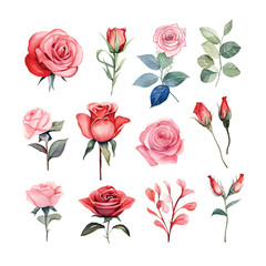 Valentine's Day Rose set watercolor