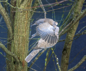 Dove feeding its children