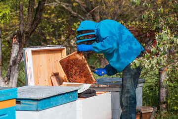 A beekeeper examines a frame with honey bees. A beekeeper in an apiary stands by a beehive with a...