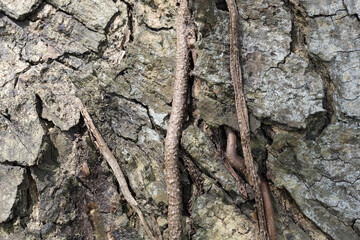 Close-up photo of tree bark.