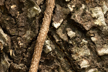 Close-up photo of tree bark.