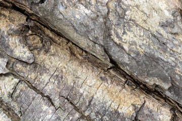 Close-up photo of tree bark.