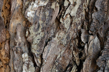 Close-up photo of tree bark.