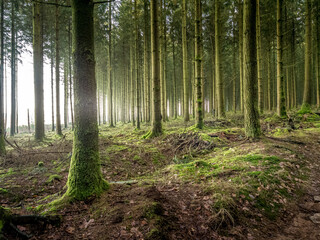 The beautiful forest of Bastogne