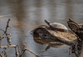 Eastern Painted Turtle