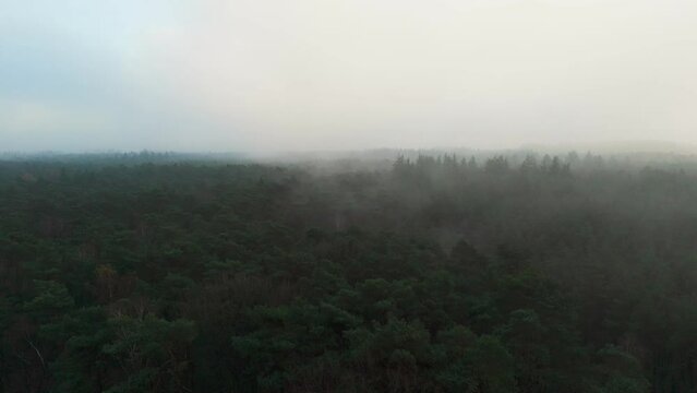 Misty forest Aerial near Baarn, the Netherlands