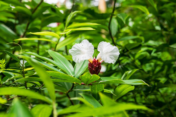 Flower Forest Botanical Garden, Barbados: tropical flowers in the lush vegetation inside the forest.