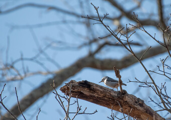 White Breasted Nuthatch