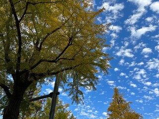 横浜・山下公園通りのイチョウ並木