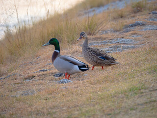 川を眺める仲良しの鴨