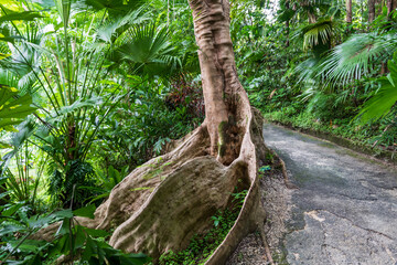 Flower Forest Botanical Garden, Barbados: a big trunk with roots in  the tropical vegetation walking inside the forest.