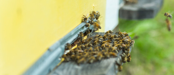 Bees at old hive entrance. Bees returning from honey collection to yellow hive. Bees at entrance....