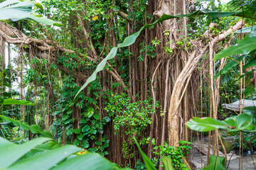 Flower Forest Botanical Garden, Barbados: thick and lush tropical vegetation walking inside the forest.