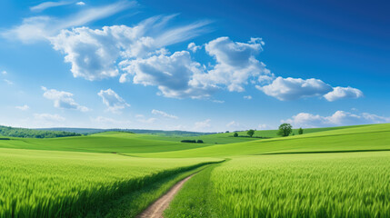 Fototapeta premium Serene rural landscape with a vibrant green wheat field under a clear blue sky with fluffy white clouds