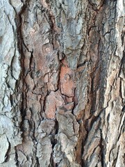 The outer covering of the fruit of the mahogany tree