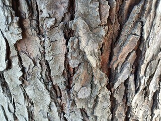 The outer covering of the fruit of the mahogany tree