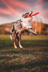 dog jumping in the air Australian Shepherd