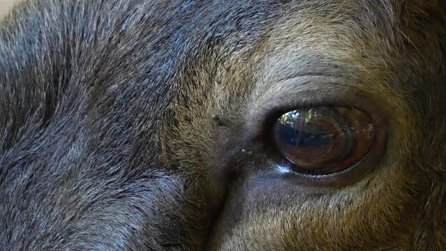 Close up of an altai wapiti elk deer eye looking around