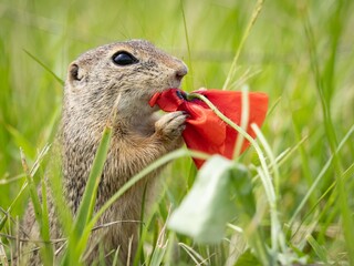 Europäisches Ziesel frisst eine rote Mohnblume
