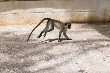 Little Green Monkey (Chlorocebus) next to Paynes Bay beach (Barbados).