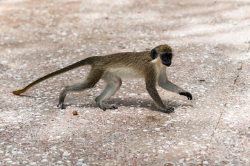 Little Green Monkey (Chlorocebus) next to Paynes Bay beach (Barbados).